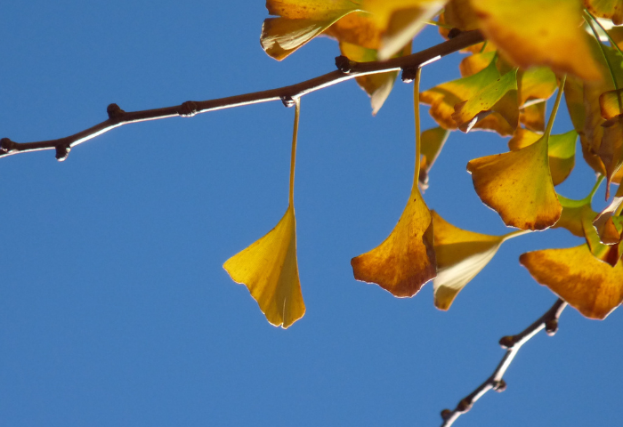 Abricotier d'argent, Ginkgo biloba L. par Virginie PEYTAVI
