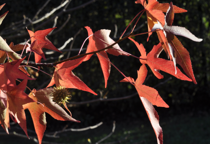 Liquidambar styraciflua L. par Françoise NÈgre Observé à Balma, le 07/11/2013