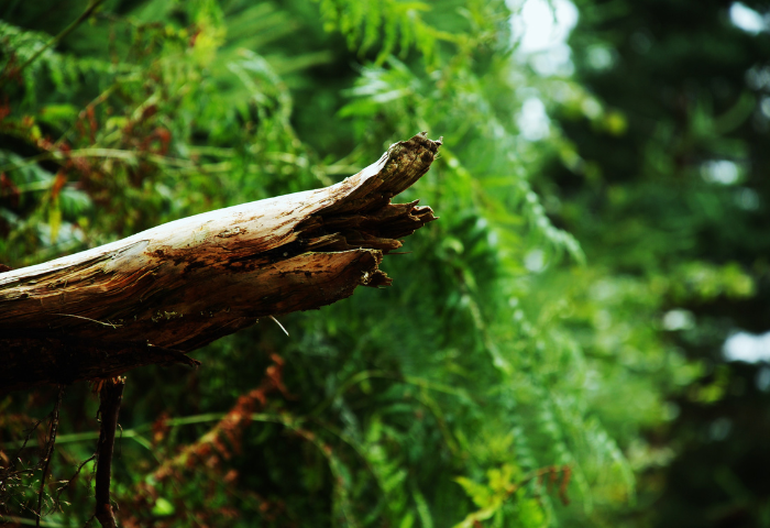 Image grande en haut d'une actu (700 x 480px)(63)