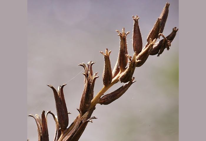 Oenothera biennis L. par Gilles SALAMA