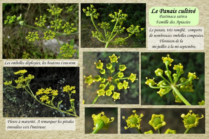 Panais-cultive_2-scaled