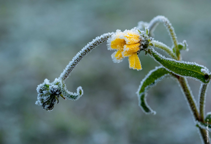 Picris hieracioides L. [1753] (bdtfx) par Claude Viquesnel.jpg