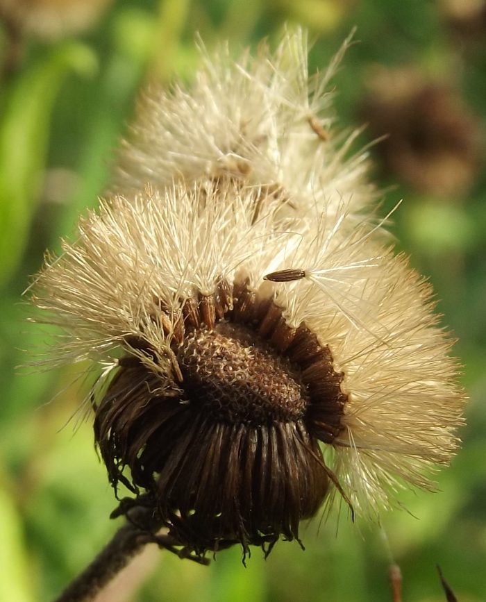 Pulicaria dysenterica (L.) Bernh. [1800] (bdtfx) par Jean-Claude Echardour