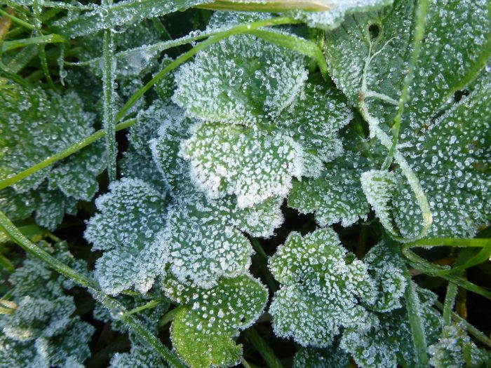 Ranunculus repens L. [1753] (bdtfx) par Françoise Madic