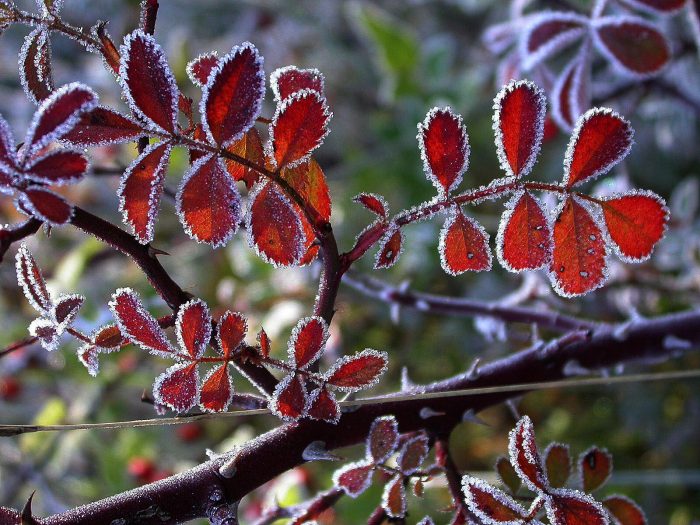 Rosa agrestis Savi [1798] (bdtfx) par Michel DÉmares