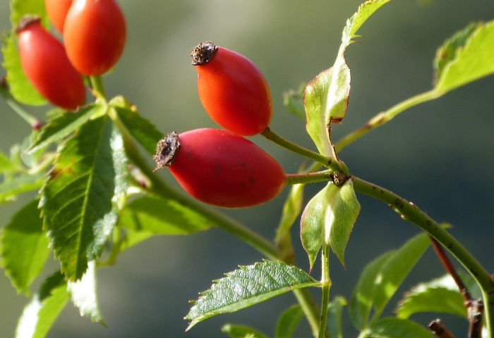 Rosa canina L. par Martine SOLANA