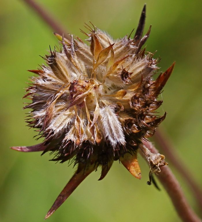 Succise des prés, Succisa pratensis Moench par Marie Portas