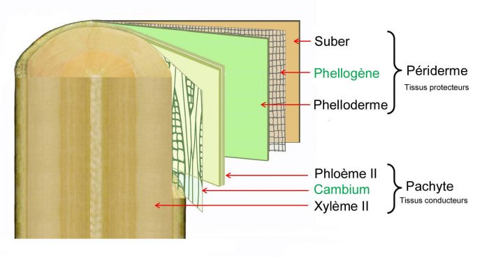 Tige_de_pommier_de_deux_ans