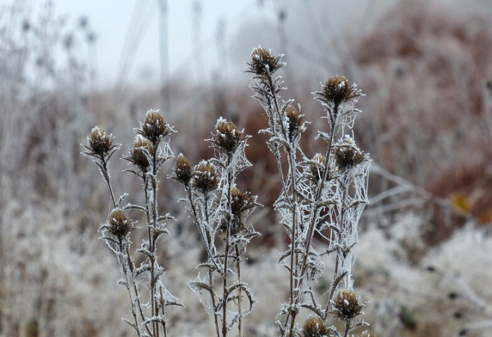 carline commune,i Carlina vulgarisi L.