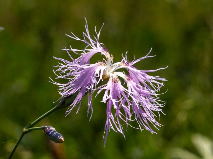 Dianthus superbus