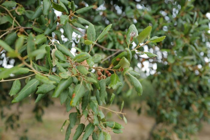 file-20251117-56-4r0rxk