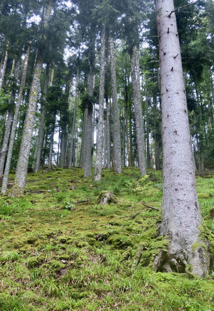 file-20251211-56-ydbut8