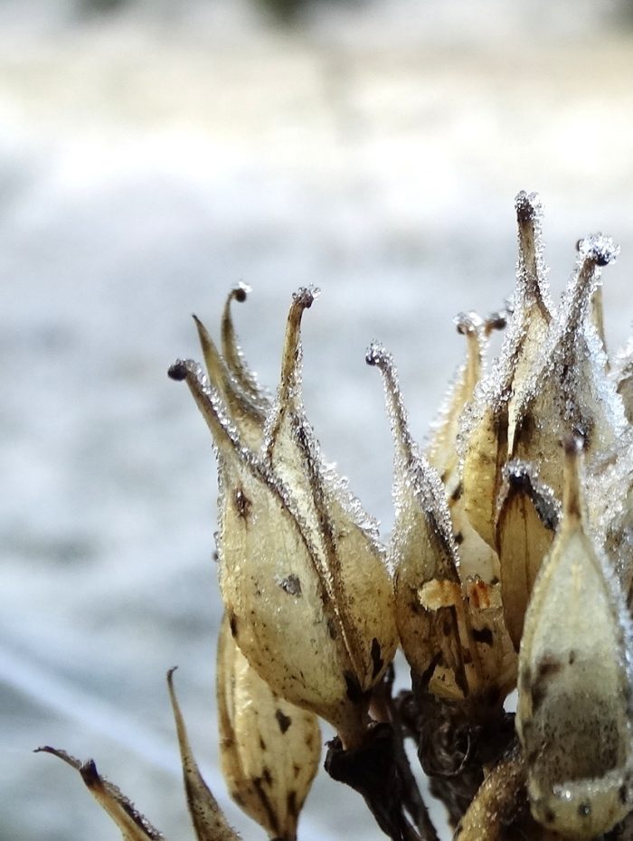 grande gentiane jaune par sandrinecavalleris, licence CC BY SA 2.0