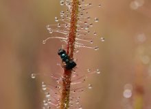 Hymenoptere pris au piège d'une plante carnivore