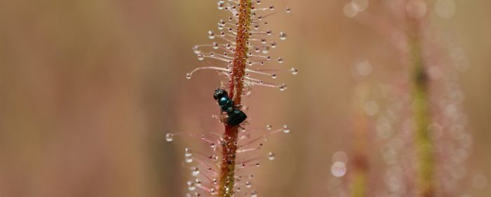 hymenoptere-plante-carnivore-drosera