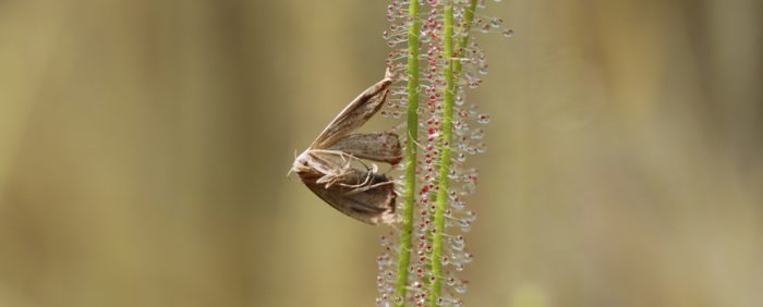 papillon-jour-drosera