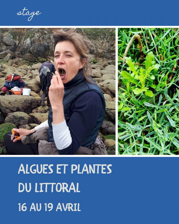 Algues et plantes du littoral