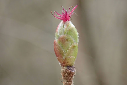 Bourgeon de noisetier avec fleur femelle