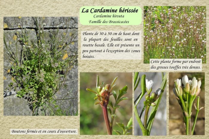 Cardamine-herissee_1-scaled