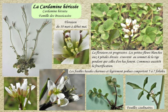 Cardamine-herissee_2-scaled