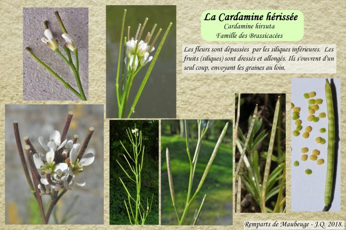 Cardamine-herissee_3-scaled
