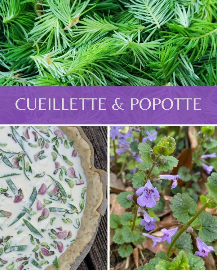Cueillette et popotte