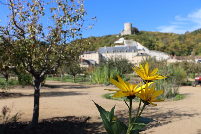 Fleur Potager-fruitier ©Chateau de La Roche-Guyon