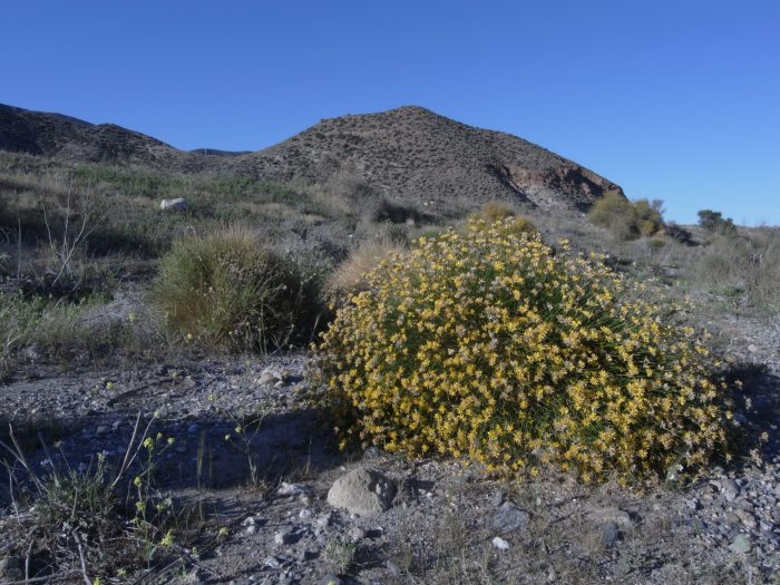 Genista umbellata (L'Hérit.) Dum. Cours. (Fabaceae) Playa del Playazo Rodalquilar Almeria Andalousie Espagne R0017458
