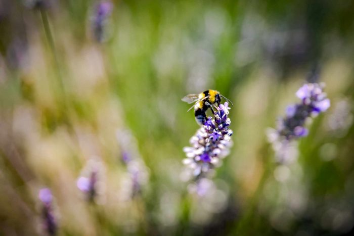 _SPI6838 entomologie