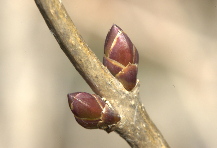 Syringa vulgaris L. [1753] (bdtfx) par Jean-Pascal Milcent.jpg