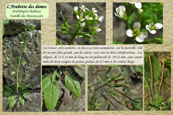 Arabette-des-dames_2-scaled