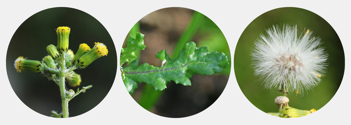 <i>Senecio vulgaris </i>L. par John De Vos, Alain Rivière et Thierry Pernot CC BY-SA 2.0