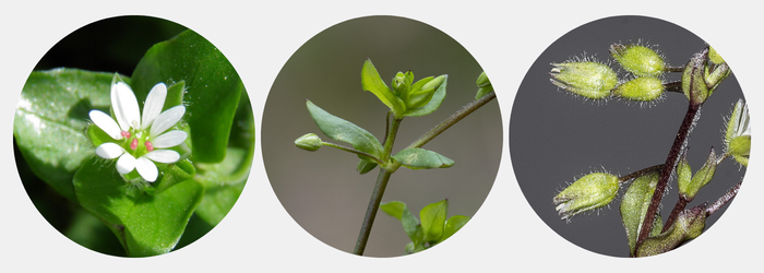 Stellaria media (L.) Vill.