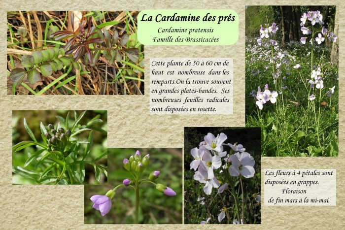 Cardamine-des-pres_1-scaled