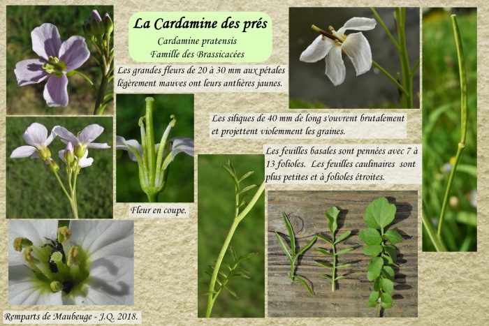 Cardamine-des-pres_2-scaled