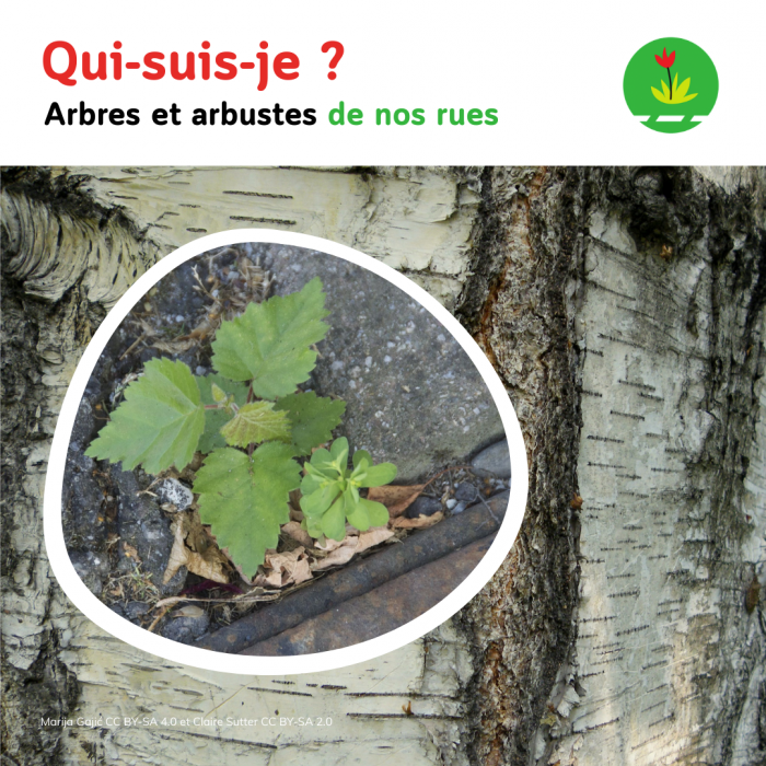 Carrousels SDMR Facebook 2026 (1800 1800)(11)