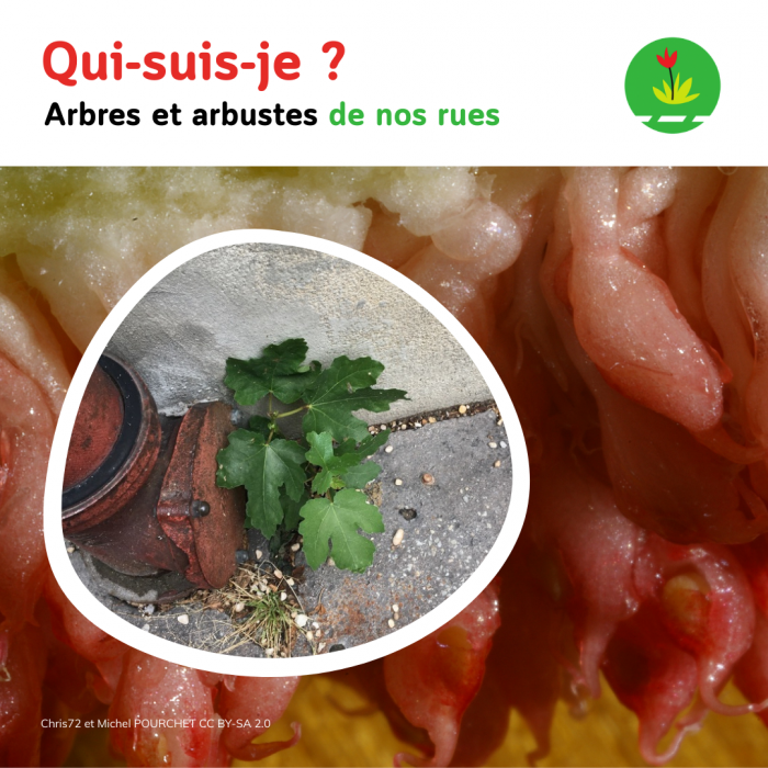 Carrousels SDMR Facebook 2026 (1800 1800)(13)