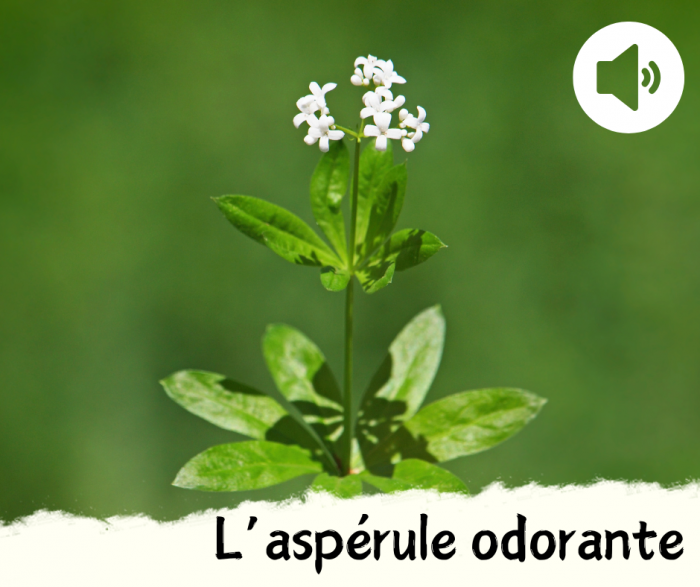 Couvertures-SAH-Acast-7