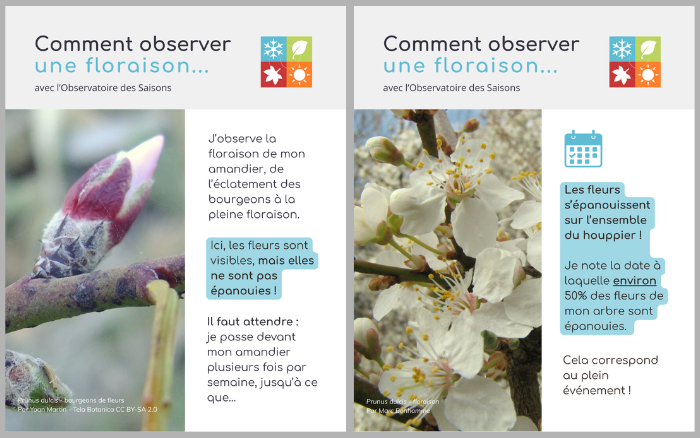 Floraison Prunus dulcis 1