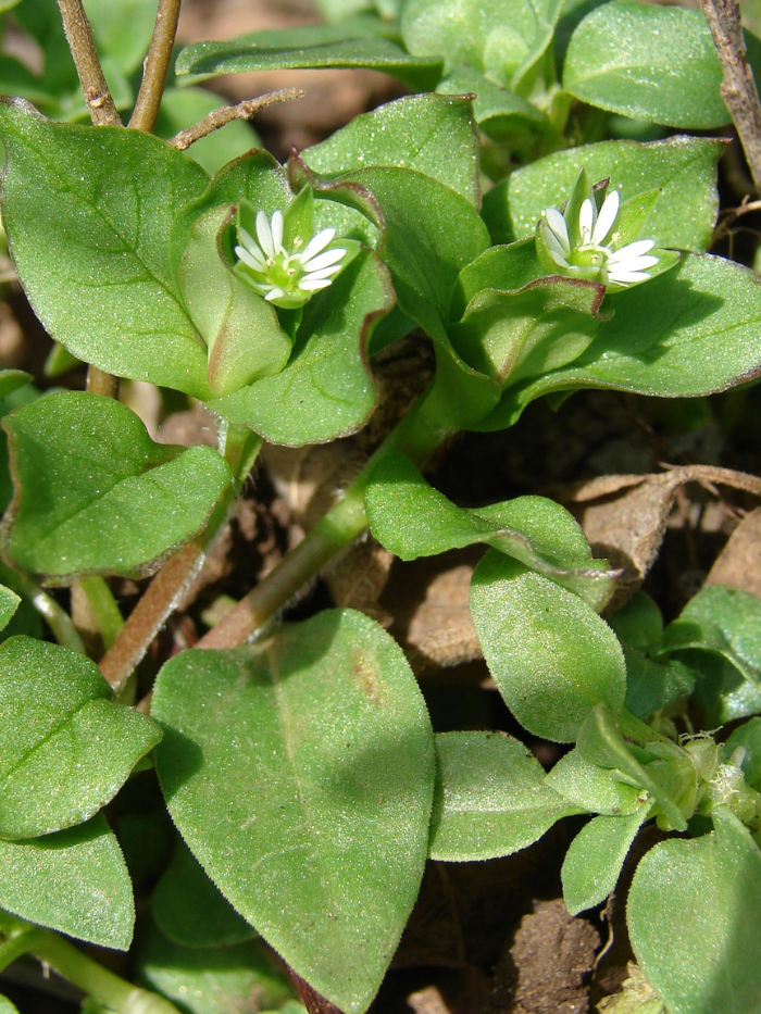 Stellaria media (L.) Vill. [1789] (bdtfx) par Paul Fabre