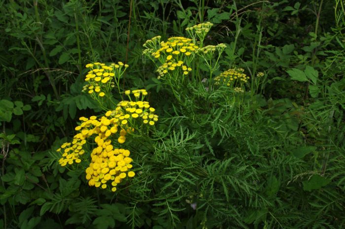 Tanacetum vulgare L. [1753][Dét. Jean-Luc Gorremans]