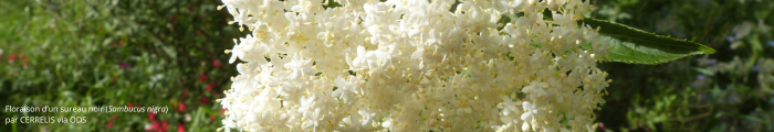 Floraison du sureau noir (<i>Sambucus nigra</i>)