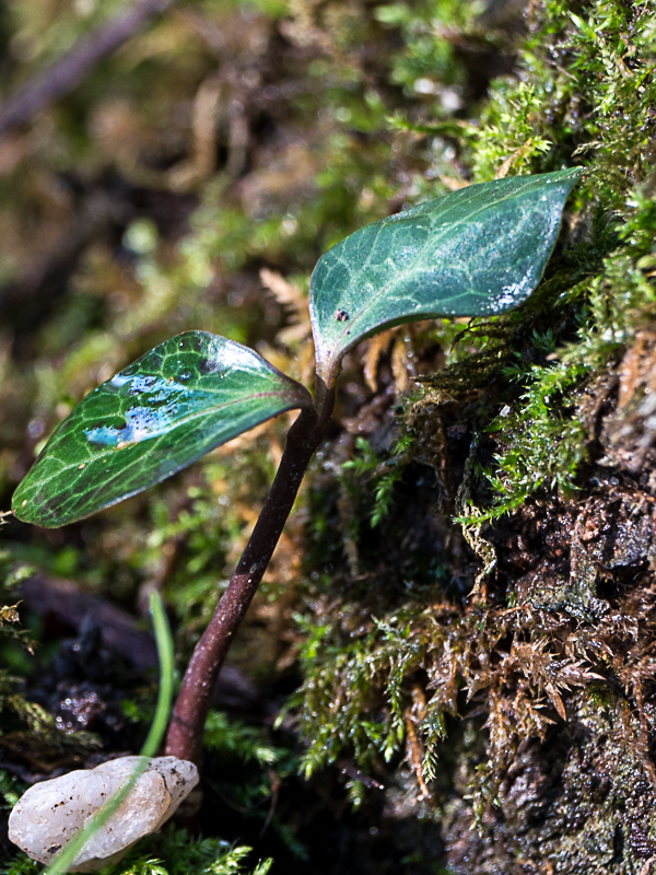 Hedera helix L. [1753] (bdtfx) par stephane.bello@orange.fr