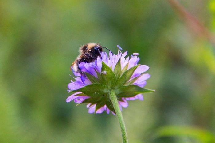 - Knautia arvensis subsp. arvensis (bdtfx) par EsmeraldArtEmisia