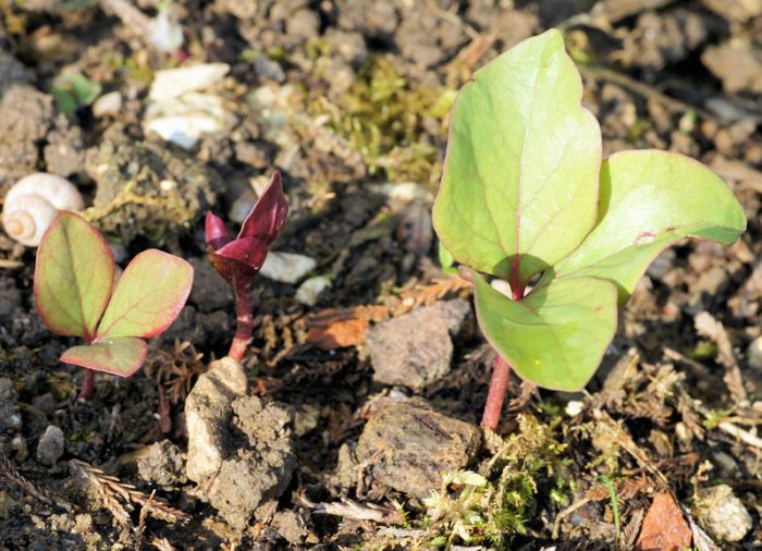 Paeonia mascula subsp. mascula par liliane Pessotto, licence CC BY SA 2.0
