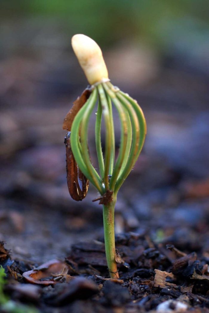 Pinus pinea L. [1753] (bdtfx) par Liliane Roubaudi