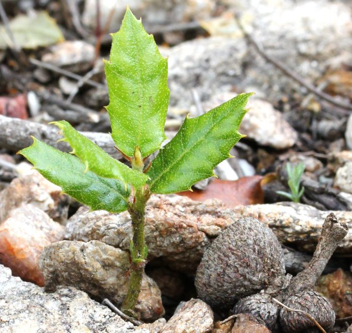 Quercus ilex L. par Marie Portas, licence CC BY SA 2.0