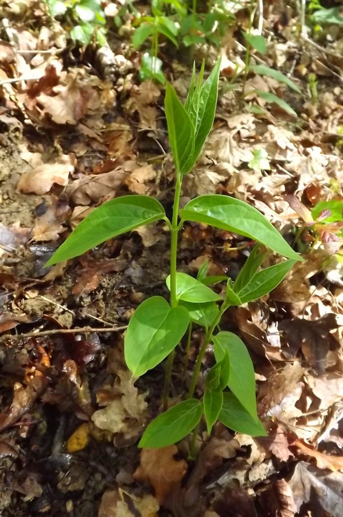 Vincetoxicum hirundinaria Medik. [1790] (bdtfx) par Florent Beck