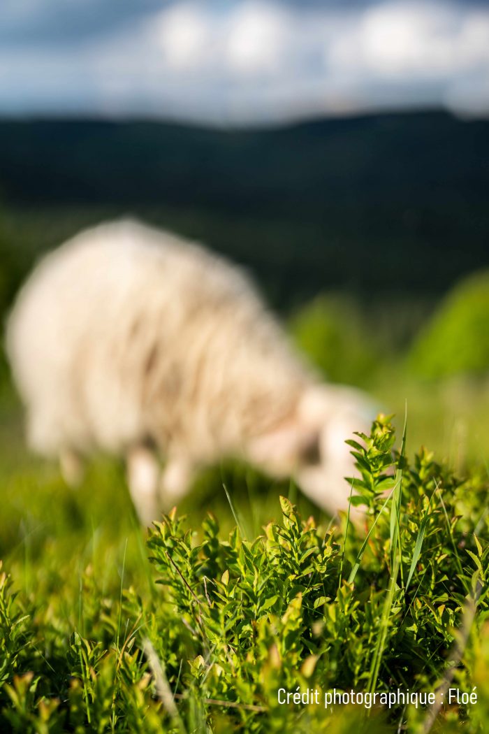 ©FLOÉ-MYRT25-41bis