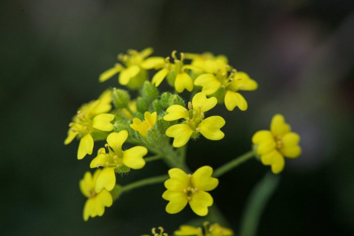 Alyssum-rhodanense_PERERA_S_CBNMC_IMG_1298web